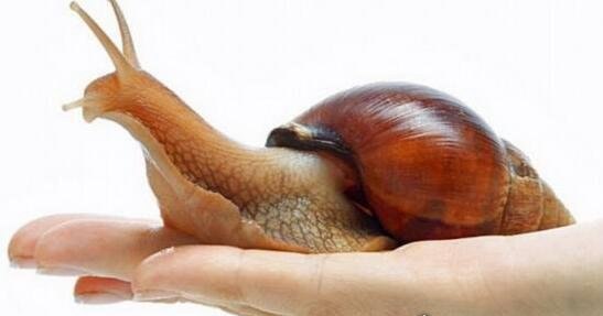世界上最大的蜗牛 非洲大蜗牛长20cm(牙齿2.5万颗)
