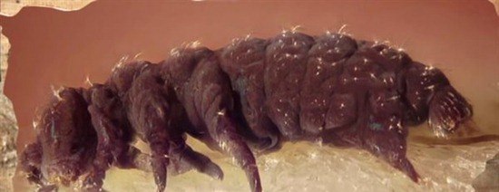 地球上5种不死神兽 水熊/蛤蜊/灯塔水母/涡虫/轮虫
