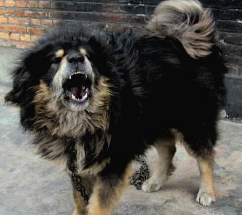 超珍贵猛犬蒙古獒 购买时甚至需要测生辰八字