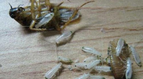 蟑螂会飞吗 一般成熟期的蟑螂在交配季节会乱飞