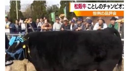 世界上最贵的牛诞生 1头牛168万人民币(这头牛重大678公斤)