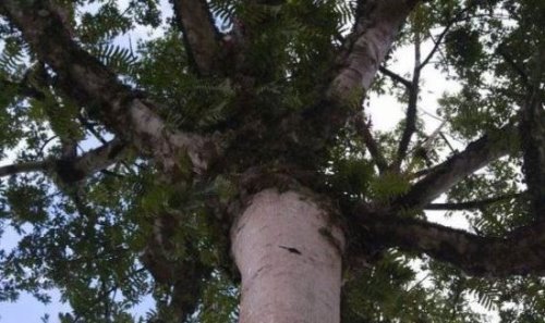 世界上最高的树 澳洲杏仁香桉高156米(相当于52层楼)