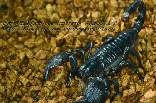 世界上最大的蝎子 非洲帝王蝎(最长可达40cm/毒液可用药)