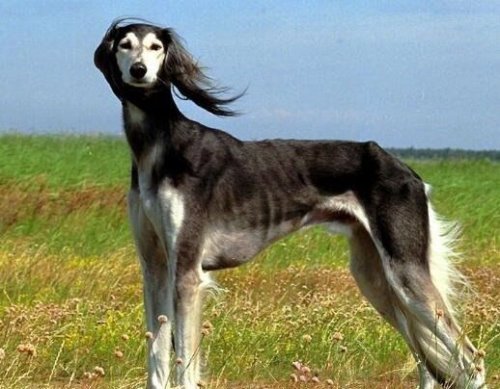 世界上速度最快的狗 格力犬最高时速能够达到70多公里