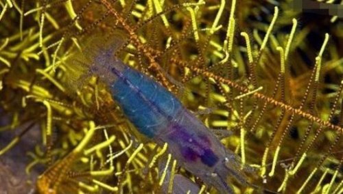 世界上最凶猛的虾 手枪虾的绝招冲击波能够轻易击晕猎物