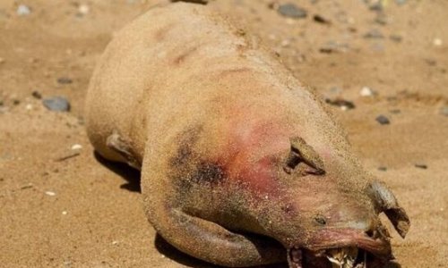 美国纽约曼哈顿怪兽尸体 长着五根脚趾的未知生物