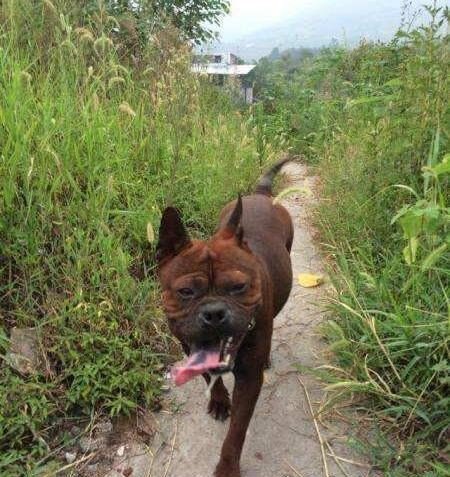 号称中国比特犬的川东猎犬 十分忠诚战斗力强大