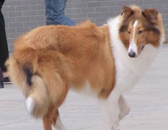 世界十大忠诚的狗排名 看看你的爱犬有没有上榜