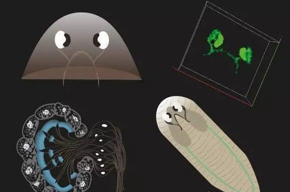 生物界中拥有不死之身的涡虫 成为科学研究的网红代表