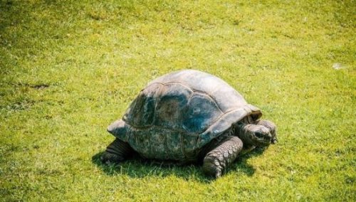 意志最坚强的动物 自然界中得以存活的生物便是意志最强的(无答案)