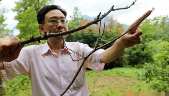 盘点全球13种超巨型昆虫 巨骆驼蜘蛛(能穿透人体吸食汁液)