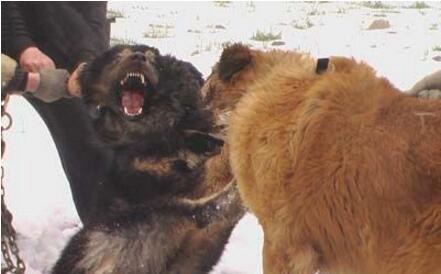 高加索犬vs藏獒综合评价 高加索犬完虐藏獒