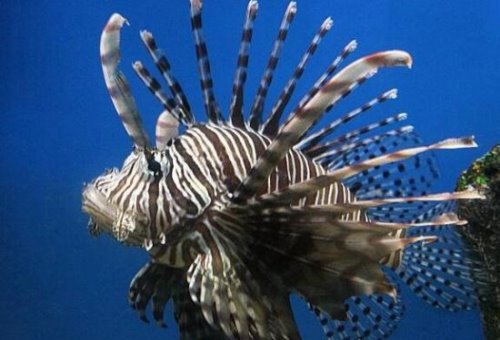 世界上最顽强的动物 生活在马里亚纳海沟8178米的狮子鱼