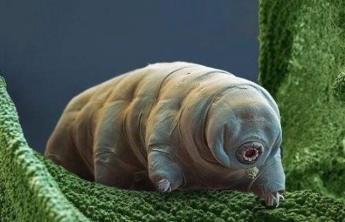 世界上生命力最顽强的生物 水熊虫能在任何环境中存活