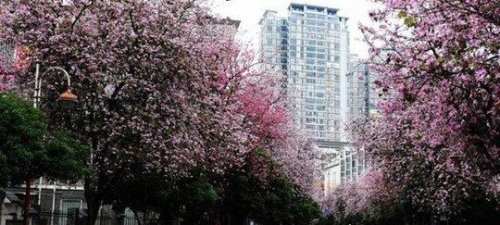 花城是哪个城市 广东省省会广州(四季花卉盛开/花市众多)