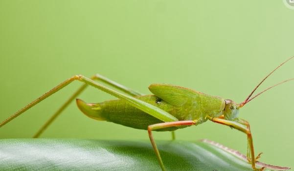 盘点全球13种超巨型昆虫 巨骆驼蜘蛛(能穿透人体吸食汁液)