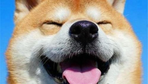 smile.jpg微笑狗原图为什么吓人 背景阴暗/眼神恐怖/表情狰狞