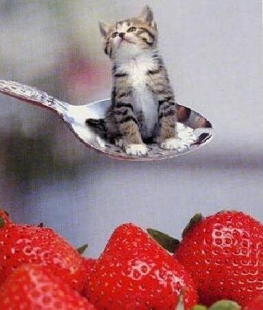 世界上最大的猫科动物 狮子和老虎杂交产物狮虎兽(体积是老虎两倍)