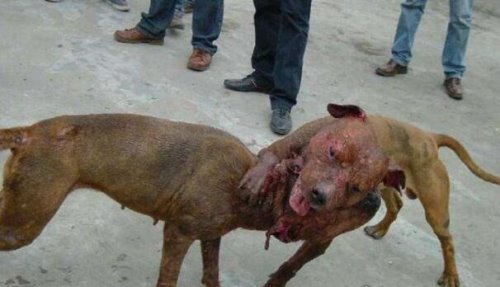 世界十大猛犬排名 比特犬是当之无愧的第一(比狮虎豹还凶残)