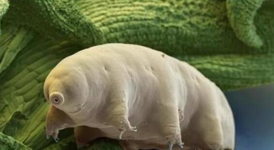 世界上生命力最顽强的生物 水熊虫能在任何环境中存活