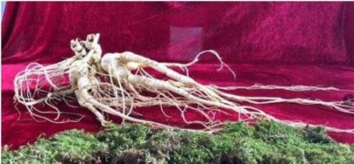 世界上最大的野人参 重达600g/价值上千万(前纪录为505g)