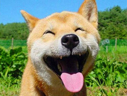 smile.jpg微笑狗原图为什么吓人 背景阴暗/眼神恐怖/表情狰狞