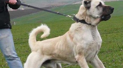 世界十大猛犬排名 比特犬是当之无愧的第一(比狮虎豹还凶残)