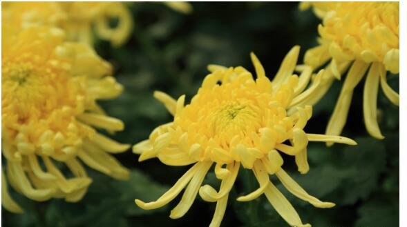 世界上时间最长的朝代 日本菊花王朝(从古代起就没有改朝换代过)