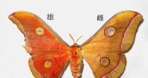 世界上最恐怖的蝴蝶 价值25万美元(鬼美人凤蝶)