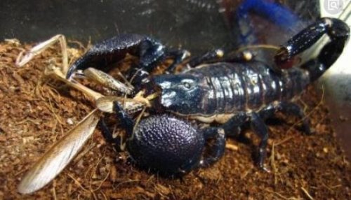 世界上最大的蝎子 非洲帝王蝎(最长可达40cm/毒液可用药)