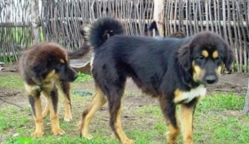 超珍贵猛犬蒙古獒 购买时甚至需要测生辰八字