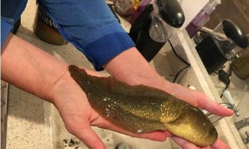 世界上最大的蝌蚪 巨型蝌蚪(长20厘米/比人手掌还大)