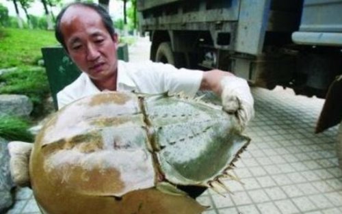 4亿年前物种马蹄蟹中华鲎 蓝色血液的活化石