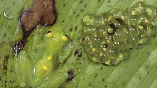 世界上最稀奇的十种生物 笑脸蜘蛛并不会笑(且无毒)