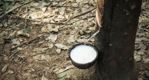 牛奶树割开树皮会流牛奶 和牛奶一个味道(可以喝)
