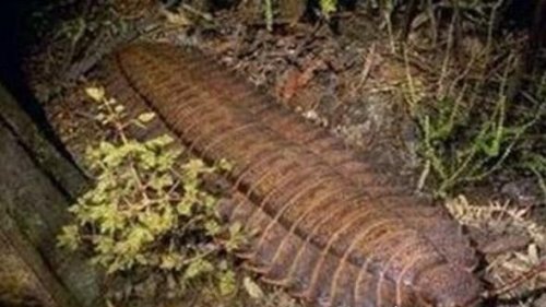 世界上最大的千足虫 远古巨型马陆(体长3米/750条腿)