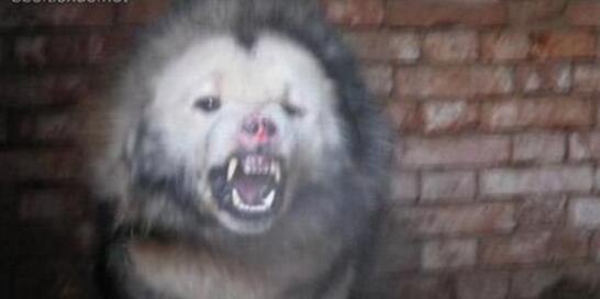 鬼面獒面目狰狞令人毛骨悚然 现实鬼面獒真实面貌