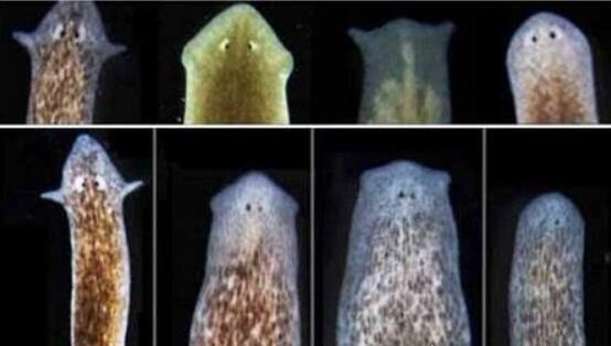 生物界中拥有不死之身的涡虫 成为科学研究的网红代表
