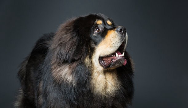 最护主的猛犬藏獒 忠心护主性格刚毅(东方神犬)
