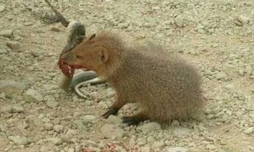 眼镜王蛇的天敌 蛇獴科莫多巨蜥完败眼镜王蛇