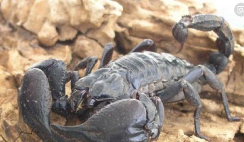 世界上最大的蝎子 非洲帝王蝎(最长可达40cm/毒液可用药)