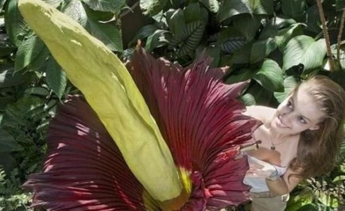 世界上最臭的花 巨魔芋(散发动物死去尸臭味)