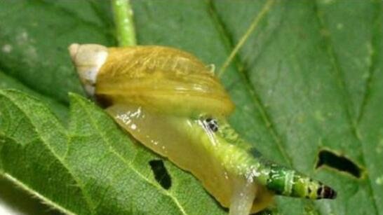 恶心的僵尸蜗牛 被寄生虫完全控制大脑直到死去