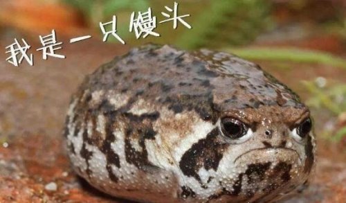 世界上最萌的青蛙 沙漠雨蛙圆滚滚的超可爱(也称馒头蛙)