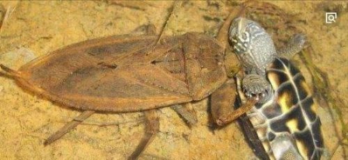 盘点全球13种超巨型昆虫 巨骆驼蜘蛛(能穿透人体吸食汁液)