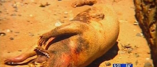 美国纽约曼哈顿怪兽尸体 长着五根脚趾的未知生物