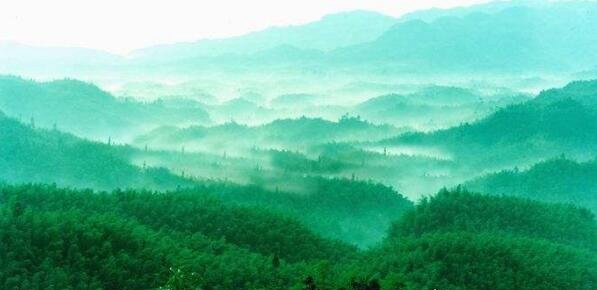 世界上面积最大的竹林 四川蜀南竹海面积高达120平方公里