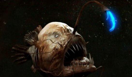 世界十大神秘的海洋动物 罕见浑身透明的深海鱼类
