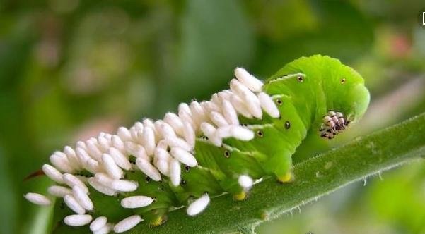 黄蜂幼虫的宿主僵尸毛虫 被控制的僵尸保镖(寄生全过程)