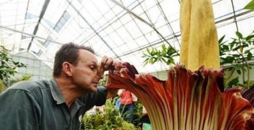 世界上最臭的花 巨魔芋(散发动物死去尸臭味)